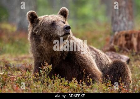 Grand mammifère omnivore eurasien, l'ours brun (Ursus arctos) situé sur le sol dans la forêt boréale finlandaise Banque D'Images