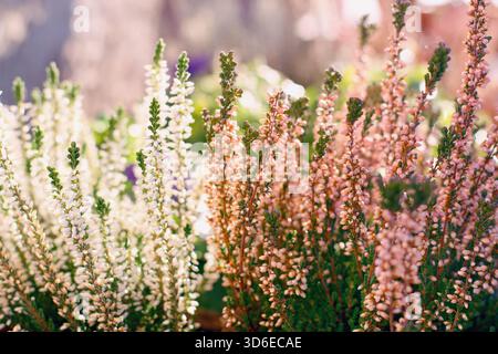 Calluna vulgaris ou fleurs de bruyère commune dans une variété de deux couleurs Banque D'Images