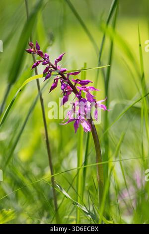 Orchis militaris - fleur d'orchidée sauvage dans l'herbe Banque D'Images