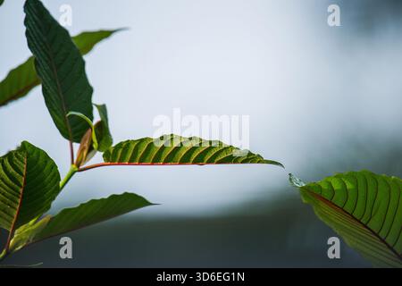 Mitragyna speciosa (kratom) feuilles sur la plante extérieure, feuillage vert détaillé mettant en évidence les veines et les qualités médicinales et botaniques. Photographie, pas GE Banque D'Images