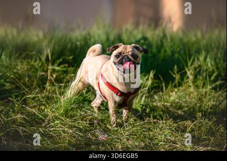 pug chiot jouant dans la nature Banque D'Images