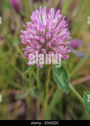 Une fleur de trèfle rouge de côté, macrophotographie grand angle capturée dans une ferme dans les montagnes andines orientales du centre de la Colombie Banque D'Images