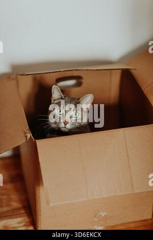 Un chat curieux aux yeux vert vif jette un coup d'œil d'une boîte en carton. La boîte brune confortable contraste avec la fourrure douce du chat, créant un adorable et pl Banque D'Images