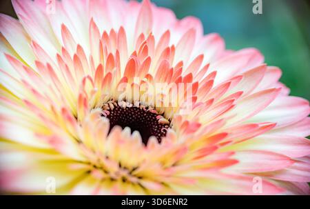 Gros plan captivant d'une Marguerite de gerbera colorée. L'image met en valeur les détails des pétales et les teintes vibrantes, ce qui le rend parfait pour la nature et les fleurs-eux Banque D'Images