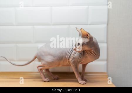 Un chat Sphynx sans poils avec des rides distinctives à la maison contre un mur carrelé, mettant en valeur son apparence unique et sa nature amicale dans un décor intérieur Banque D'Images