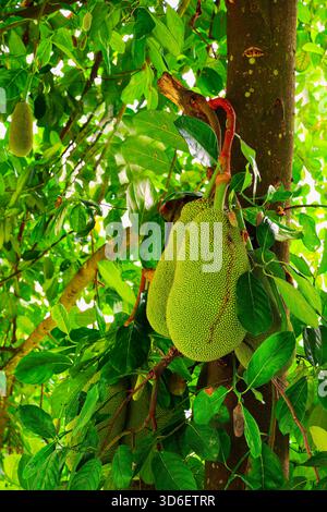 Plantation de jackfruit ou de Nangka (Artocarpus heterophyllus), Kandy, Sri Lanka Banque D'Images