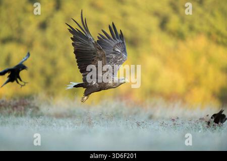 Aigle à queue blanche / Aigle de mer / Seeadler ( Haliaeetus albicilla ) volant au-dessus des prairies gelées, ailes tendues, couleurs automnales. Banque D'Images