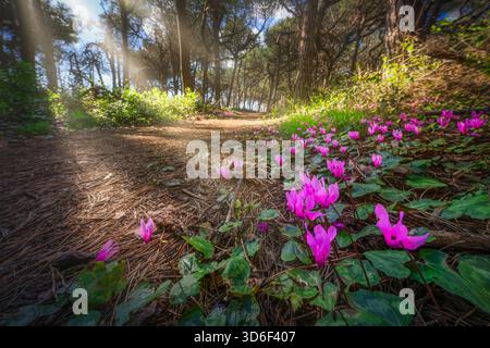 Cyclamen fleurit dans la forêt de pins dans le Tombolo de Cecina. Marina di Cecina destination de voyage à Alta Maremma, région Toscane, Italie Banque D'Images