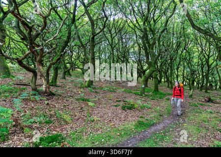 Walker dans la forêt, St Mary's Vale sur les pentes du pain de sucre, Abergavenny, pays de Galles, Royaume-Uni Banque D'Images
