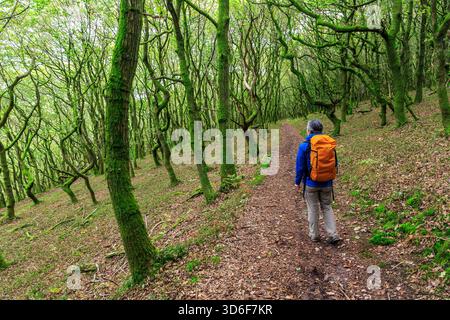Walker dans la forêt, St Mary's Vale sur les pentes du pain de sucre, Abergavenny, pays de Galles, Royaume-Uni Banque D'Images