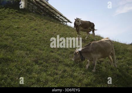 Deux vaches brun clair pâturant sur une colline escarpée près de la ville de Bergame, Lombardie, Italie. Banque D'Images