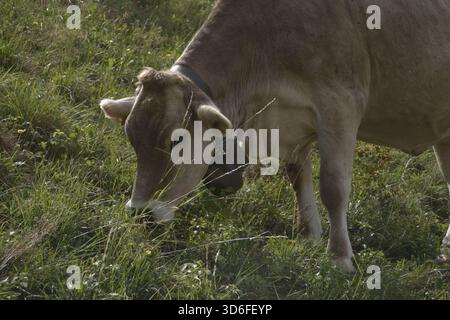 Portrait d'une vache brun clair broutant sur une colline escarpée près de la ville de Bergame. Banque D'Images