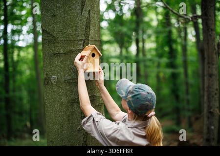 Une femme conservationniste ou ornithologue accroche un nichoir sur le tronc d'arbre pendant le travail de surveillance et de protection des oiseaux forestiers Banque D'Images