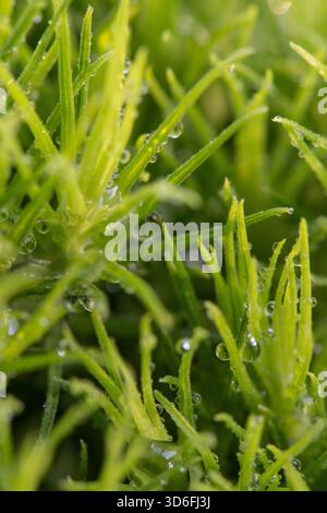 Un regard macro serré sur les brins d'herbe verts, chaque pointe attrapant des gouttelettes délicates qui brillent avec clarté tôt le matin. Banque D'Images
