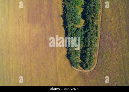 Photo aérienne de haut en bas montrant une limite nette et incurvée entre un champ de terres agricoles dorées et une dense parcelle de forêt vert foncé. Image conceptuelle de l'utilisation des terres et modèle naturel abstrait. Banque D'Images