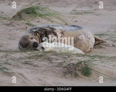 Maman donnant une égratignure douce au phoque de bébé - Grey Seal, Wiinterton, Norfolk, Royaume-Uni Banque D'Images