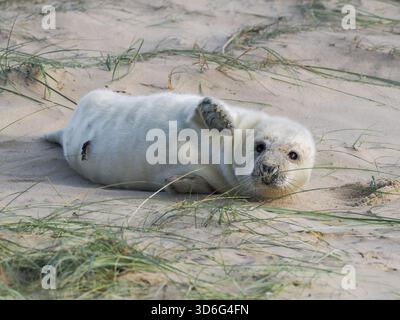 Baby Grey Seal Waving, Wiinterton, Norfolk, Royaume-Uni Banque D'Images