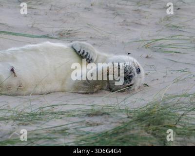 Cute Baby Grey Seal, Wiinterton, Norfolk, Royaume-Uni Banque D'Images