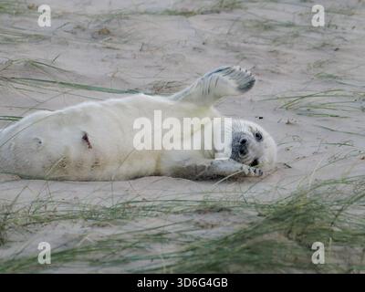 Cutest Baby Grey Seal, Wiinterton, Norfolk, Royaume-Uni Banque D'Images