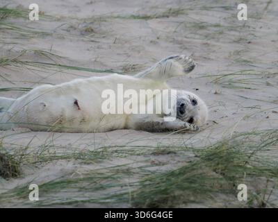 Cutest Baby Grey Seal, Wiinterton, Norfolk, Royaume-Uni Banque D'Images