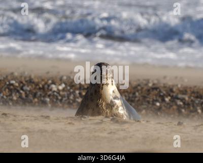 Grey Seal, Wiinterton, Norfolk, Royaume-Uni Banque D'Images