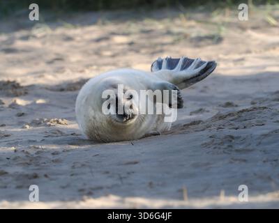 Grey Seal, Wiinterton, Norfolk, Royaume-Uni Banque D'Images
