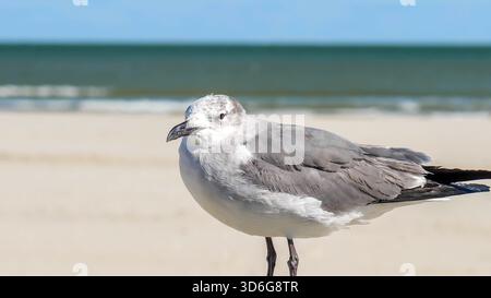 Mouette avec tête tachetée grise dans le golfe du Mexique à Port Aransas, Texas par une journée ensoleillée, avec la plage floue, l'océan et le ciel en arrière-plan. Portable Banque D'Images