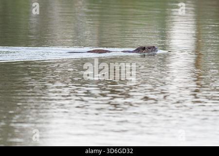 Coypu ou nutria (myocastor coypus) nageant sur un marais le 12 juillet 2024 en Camargue, France. Banque D'Images