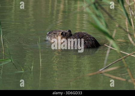 Coypu ou nutria (myocastor coypus) nageant sur un marais le 12 juillet 2024 en Camargue, France. Banque D'Images