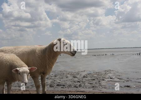 Phare de Sheep Dike sur la mer du Nord Banque D'Images