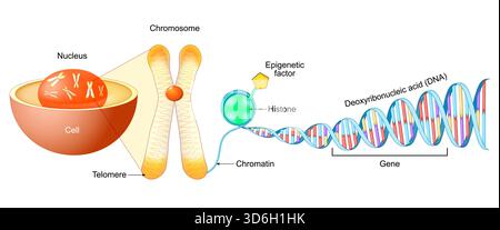 Structure de cellule. Gène, ADN et chromosome. Illustration vectorielle Illustration de Vecteur