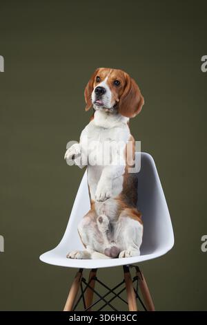 Un beagle est assis sur une chaise blanche, levant une patte comme s'il ondulait, sur un fond mou. La charmante pose et la composition équilibrée en font un Banque D'Images