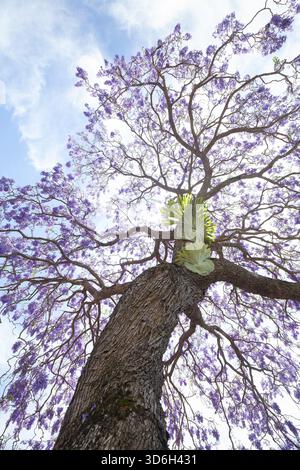Bel arbre de bois de rose (Jacaranda mimosifolia) en pleine floraison avec des fleurs magiques violet-bleu. Une grande fougère à bois (Platycerium) pousse sur l'arbre tr Banque D'Images