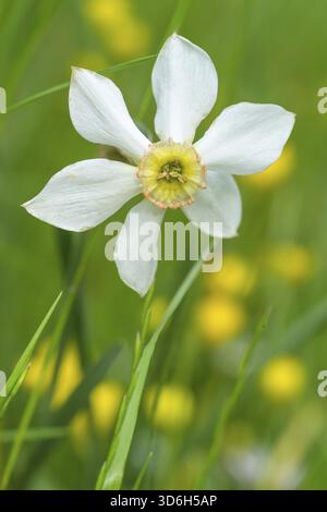 Narcisse avec des pétales blancs et un centre jaune se distingue parmi l'herbe verte, Italie Banque D'Images