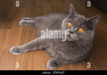 Beau chat britannique gris couché avec les yeux orange Banque D'Images