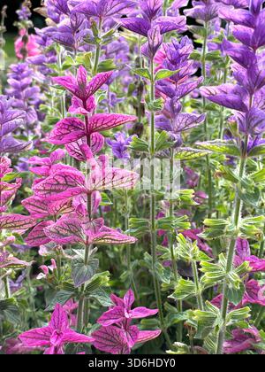 Gros plan de fleurs de sauge argileuse rose et violette aux feuilles texturées dans un cadre de jardin dense Banque D'Images