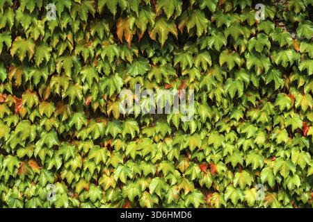 Boston Ivy ou Parthenocissus tricuspidata plante sur le mur. Crampon japonais ou plante grimpante de lierre japonais, fond naturel Banque D'Images