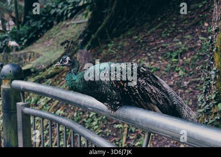 Une peahen s’équilibre sur un rail métallique dans un parc forestier, ses plumes vertes et brunes contrastant avec le fond mou des arbres et des feuilles. Banque D'Images