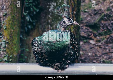 Un peahen, la perle femelle, se dresse sur un sol couvert de mousse dans un coin de forêt ombragé, montrant un subtil plumage vert et brun. Banque D'Images