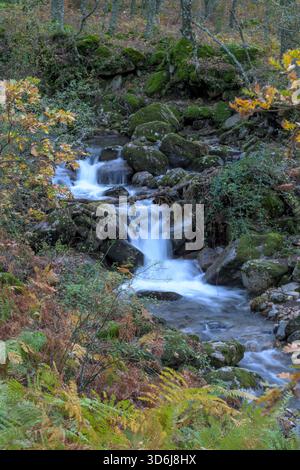 Plan vertical d'un ruisseau de montagne en cascade sur des roches moussues. L'eau crée un effet soyeux dû à une longue exposition, encadrée par des fougères d'automne et de la jaunisse Banque D'Images