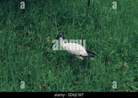 Un ibis à tête noire traverse de grandes herbes vertes, son bec courbé et son plumage blanc se détachent sur le terrain luxuriant. Banque D'Images