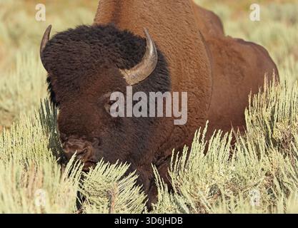Portrait de bison dans le parc national de Yellowstone, États-Unis Banque D'Images