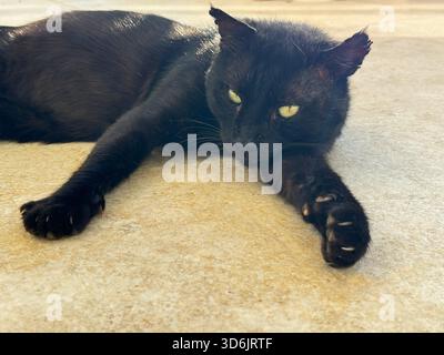 Portrait de chat noir Banque D'Images