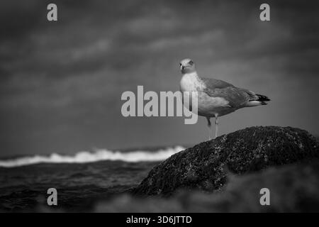 Une photographie détaillée d'un goéland argenté (Larus argentatus) debout sur un rocher dans l'eau tandis que les vagues se déplacent doucement autour de lui. L'image met en évidence le Banque D'Images
