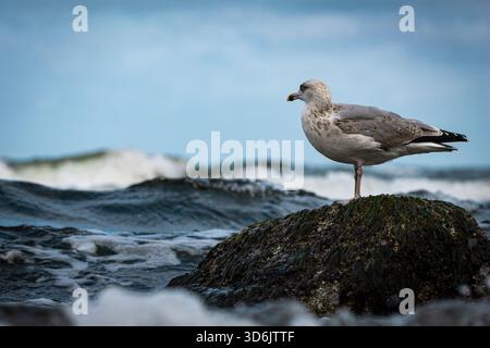 Une photographie détaillée d'un goéland argenté (Larus argentatus) debout sur un rocher dans l'eau tandis que les vagues se déplacent doucement autour de lui. L'image met en évidence le Banque D'Images