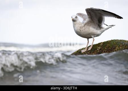 Une photographie détaillée d'un goéland argenté (Larus argentatus) debout sur un rocher dans l'eau tandis que les vagues se déplacent doucement autour de lui. L'image met en évidence le Banque D'Images