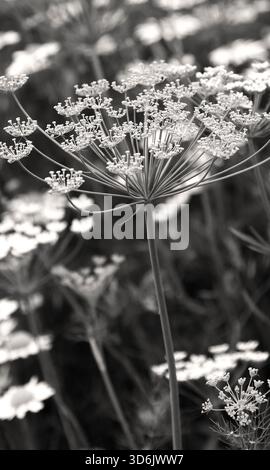 Gros plan image en noir et blanc de la fleur d'une fleur sauvage à floraison estivale originaire du Royaume-Uni. Banque D'Images