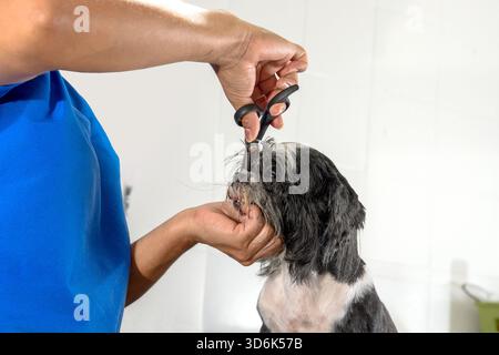 Un toiletteur professionnel coupe les poils d'un petit chien avec des ciseaux. Un Shih Tzu ou une race similaire est soigné avec précision. Toilettage de chien. Groo Banque D'Images