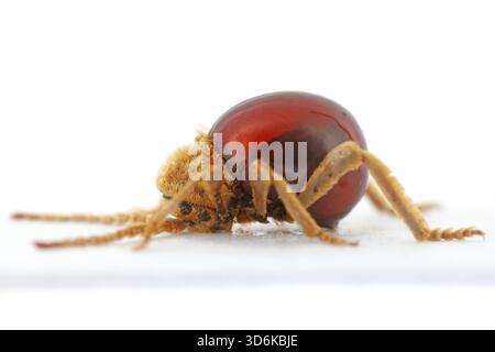 Mezium affine est une espèce de coléoptère de la famille des Ptinidae. Ses noms communs incluent le coléoptère araignée brillant, le coléoptère araignée du nord et la betterave araignée à capuchon Banque D'Images