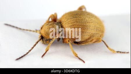 Le coléoptère doré, Niptus hololeucus, est une espèce de coléoptère araignée de la famille des Ptinidae. Spécimen adulte isolé sur fond blanc. Banque D'Images